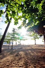 Wall Mural - nature on the beach