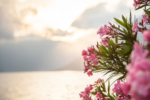 Beautiful Pink Oleander Flowers Are Blooming On Light Background Of Sea And Mountains At Sunset. Free Space For Text.