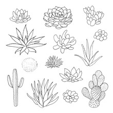Succulent Cactus Collection. Agava, Pita, Aloe, Gastraea, Haworthia, Echeveria, Pachyphytum, Prickly Pear,
