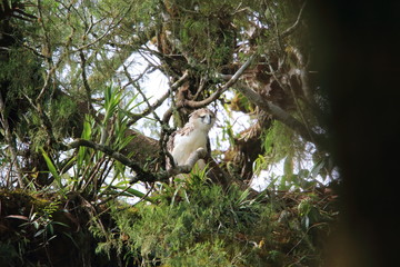 Sticker - Great Philippine eagle (Pithecophaga jefferyi) nesting in Mindanao, Philippines
