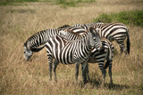 Fototapeta Konie - Cebra en masai mara africa
