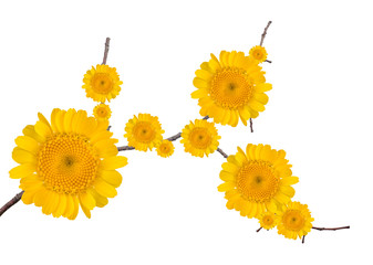 Wall Mural - small tree branch with bright yellow flowers on white