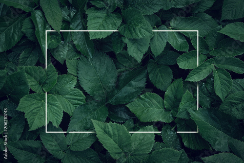 Foto Nature background, abstract white frame in the leaves with copy space