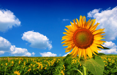 Poster - Beautiful sunflower against blue sky