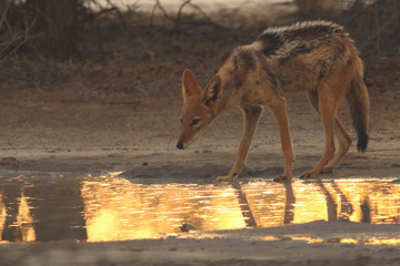 Poster - The young black-backed jackal (Canis mesomelas) is going to drink from the small waterhole in the evening during sunset