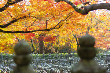 Wall Mural - Autumn scene at Adashino Nenbutsuji temple during Autumn in Kyoto, Japan.
