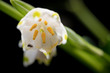St. Agnes' flower, a small and beautiful spring plant. With a spider inside