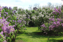 Grass Path Through Pink, Purple And White Lilac Bushes