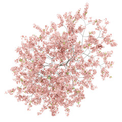 Wall Mural - top view of flowering peach tree isolated on white background