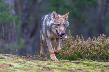  Gray (or Grey) Wolves (Canis lupus) in the Bayerischer Wald National Park in Bavaria, Germany