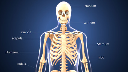 3d illustration of  human skeleton anatomy