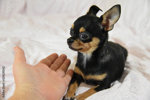 little black chihuahua