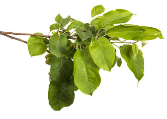 branch of an apple tree with green leaves. isolated on white background