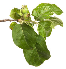 Wall Mural - branch of an apple tree with green leaves. Isolated on white background