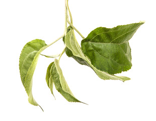 branch of an apple tree with green leaves. isolated on white background
