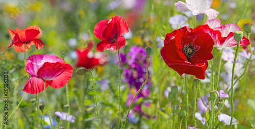 summer meadow with red poppies