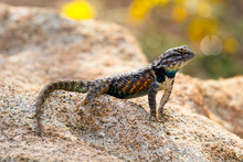 Desert Spiny Lizard (sceloporus Magister) On A Granite Rock, With Brightly Colored Scales, In Arizona's Sonoran Desert. 