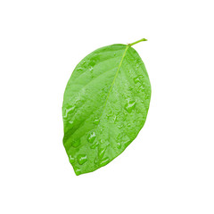 Wall Mural - Green leaf with water drops isolated on white background.