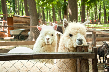 Two Alpacas (Vicugna pacos)