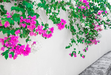 Wall Mural - Fence of fresh flowers in the street