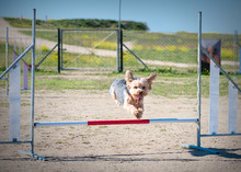 Animal Of Company Making Jumps In Championship Of Agility.