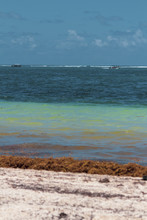 Caribbean Beach Is Flooded With Sargasso Seaweed Making It Unattractive For Tourists And Swimmers In General. Turquoise Water Now Has A Brown Layer Of Dead Plants.