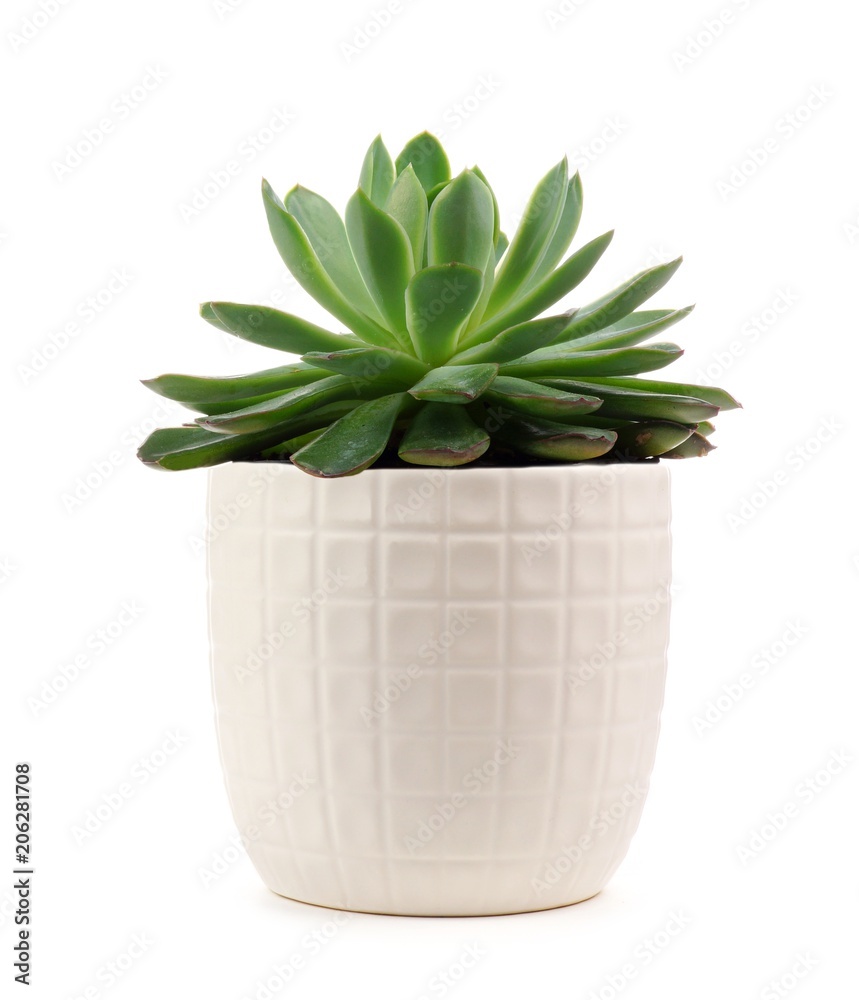 Small indoor succulent plant in white pot isolated on a white background  Stock Photo | Adobe Stock