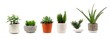 canvas print picture - Group of various indoor cacti and succulent plants in pots isolated on a white background