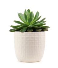 Small Indoor Succulent Plant In White Pot Isolated On A White Background