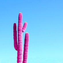 Pink Neon Cactus On A Blue Gradient Background. Minimal Fashion Design Concept.