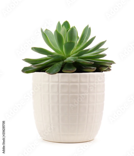 Fotografía Small indoor succulent plant in white pot isolated on a white background