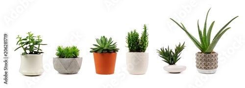 Fotomural Group of various indoor cacti and succulent plants in pots isolated on a white b