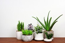 Group Of Various Indoor Cacti And Succulent Plants In Pots. Side View On Wood Shelf Against A White Wall.