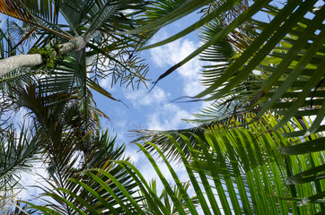 Green palm trees against blue sky