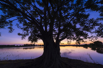 Wall Mural - Beautiful old tree silhouette background with sunset and river.