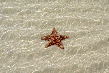 Wall Mural - Starfish in the sea,  background with copy space