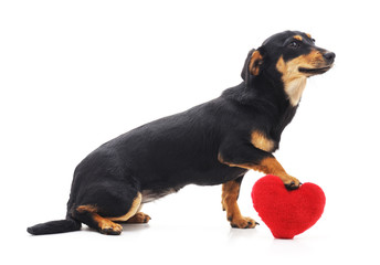 Wall Mural - A cute dog is holding a red heart.