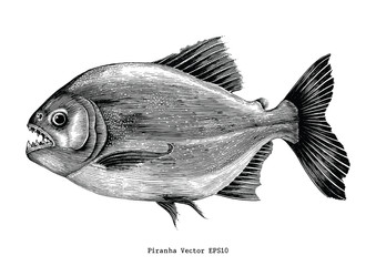 Piranha hand drawing vintage engraving illustration