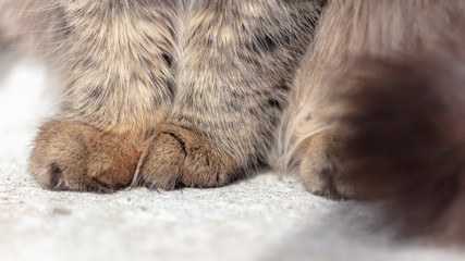 Canvas Print - Paws on the cat on the ground