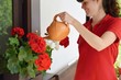 © Tunatura - Young woman watering beautiful red geranium flowers on the window
