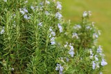 Fototapeta Tęcza - Blooming rosemary flowers bush in the garden, Rosmarinus officinalis