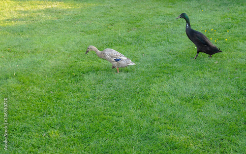 Laufenten Paar Enten Ente Im Garten Buy This Stock Photo And