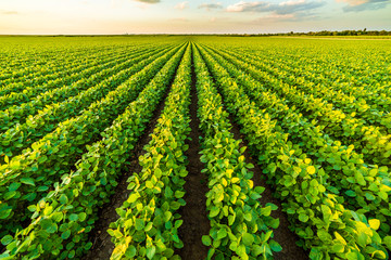  Green ripening soybean field, agricultural landscape