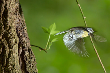 Wall Mural - Nesting Tit 8