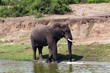 Wilde Elefanten in der Steppe von Afrika
