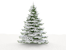 Sigle Snow Covered Christmas Trees Isolated With Snow Ground