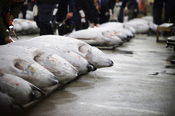 Poster - Tsukiji fish market 