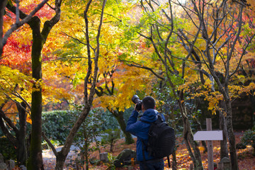Wall Mural - Photographer is shooting maple tree during in Autumn in Japan.