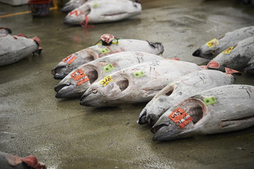 Canvas Print - Tsukiji fish market 