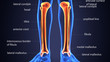 3D Illustration of Human Skeleton Tibia and Fibula Bones
